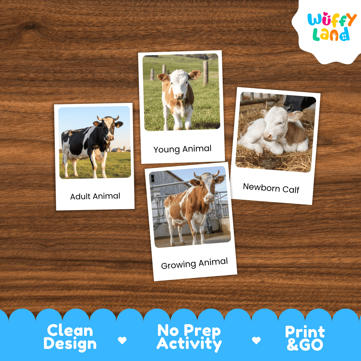 Cow Life Cycle Montessori 3-Part Cards - Science Zoology Farm Animal Flashcards