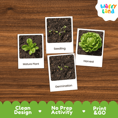 Lettuce Life Cycle Flashcards Montessori 3 Part Cards Science Activity Garden