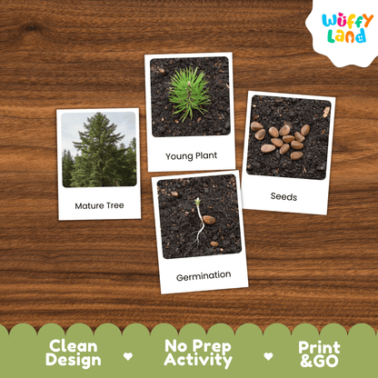 Pine Tree Life Cycle Montessori 3-Part Cards - Science Botany Flashcards