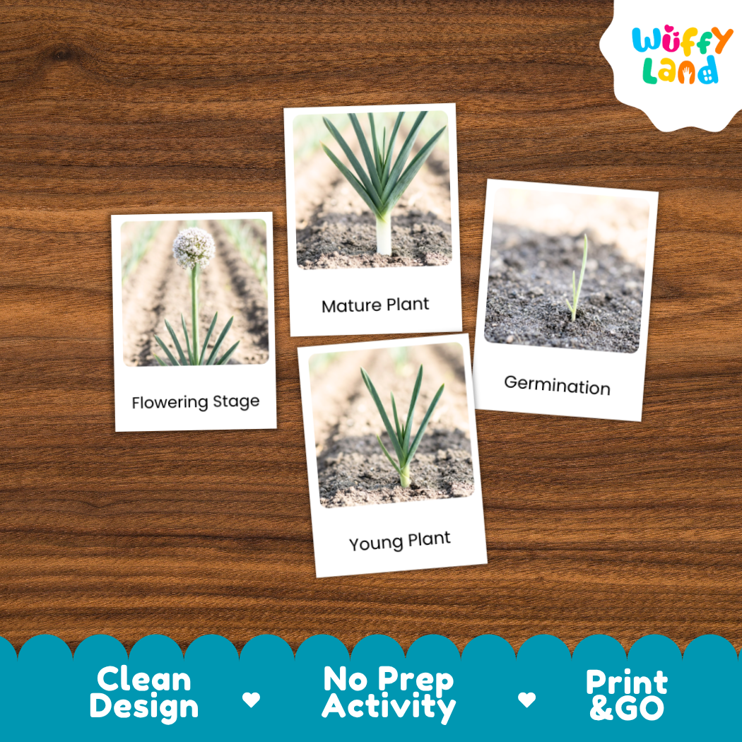 Leeks Life Cycle Flashcards 3 Part Cards Montessori Science Printable