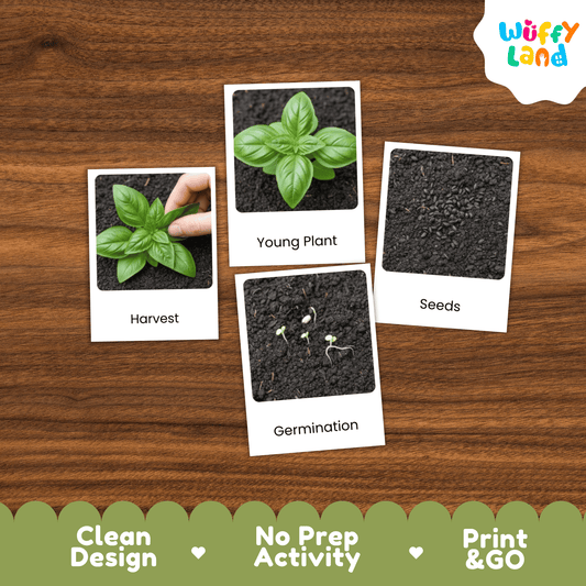 Basil Life Cycle Montessori 3-Part Cards - Science Botany Flashcards