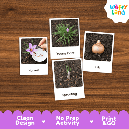 Saffron Life Cycle Montessori 3-Part Cards - Science Botany Flashcards