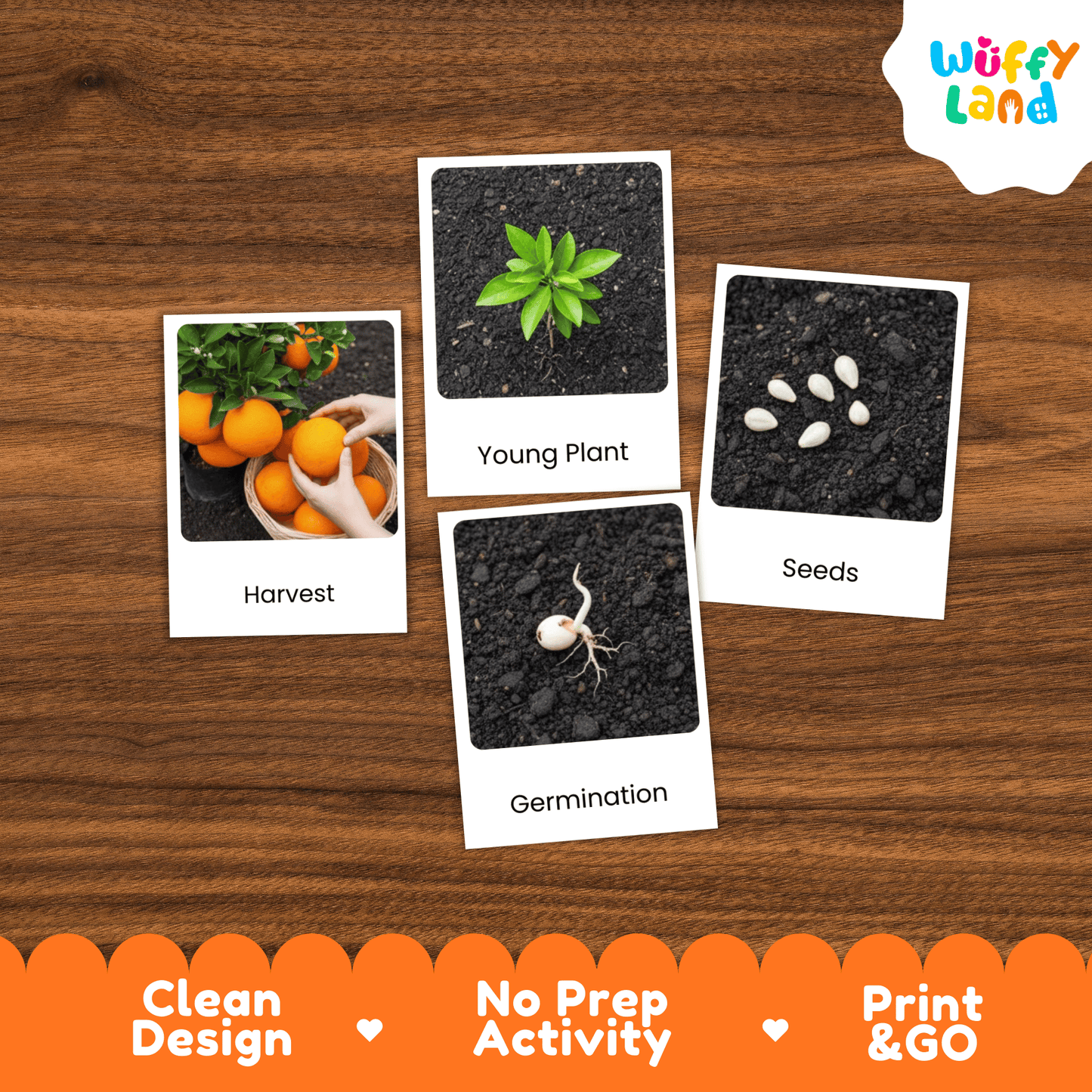 Orange Life Cycle Montessori 3-Part Cards - Science Botany Flashcards