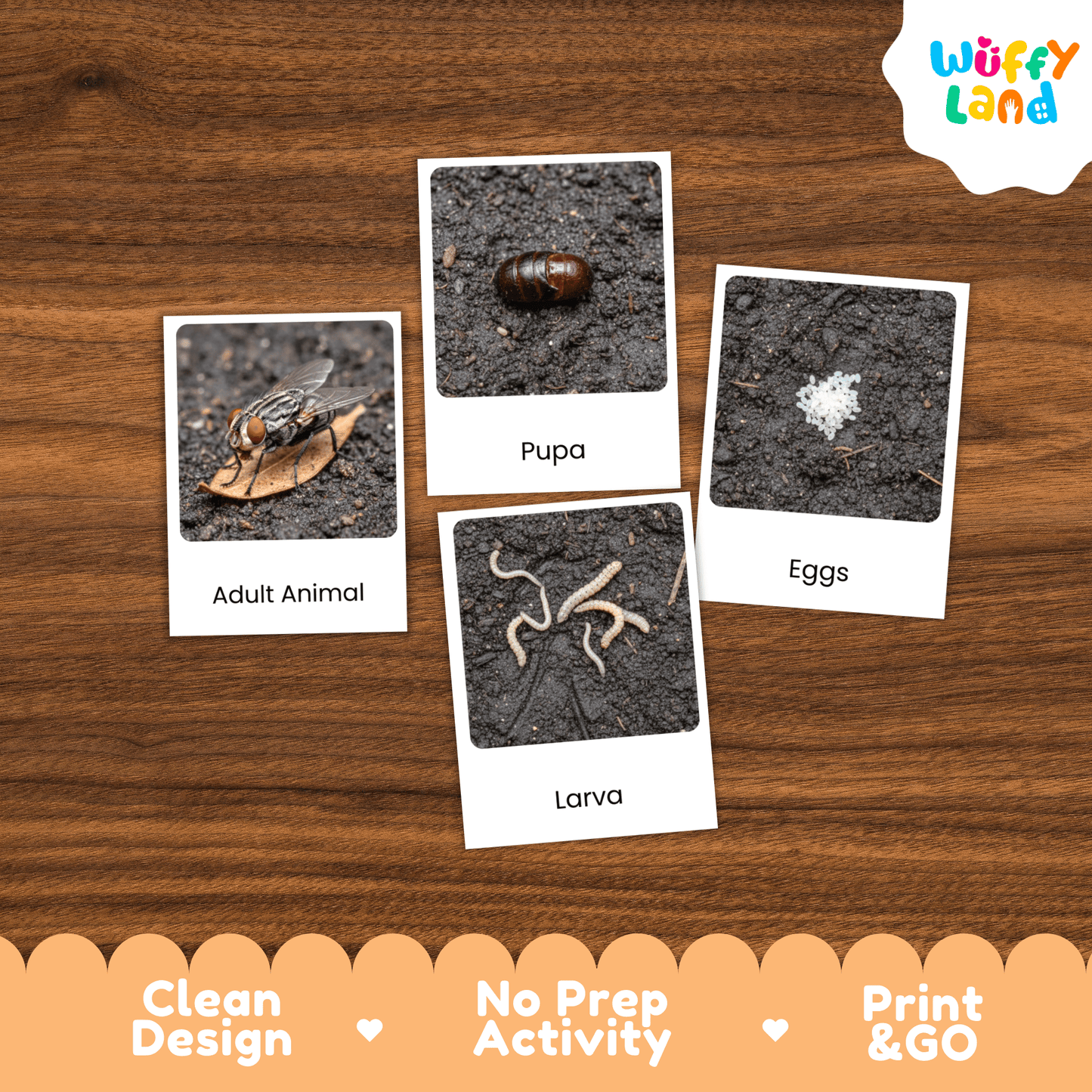 Housefly Life Cycle Montessori 3-Part Cards - Science Zoology Flashcards