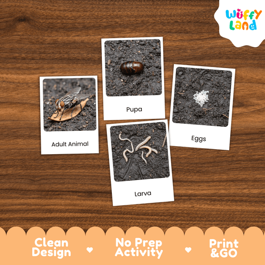 Housefly Life Cycle Montessori 3-Part Cards - Science Zoology Flashcards
