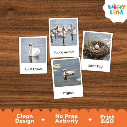 Swan Life Cycle Montessori 3-Part Cards - Science Zoology Bird Flashcards