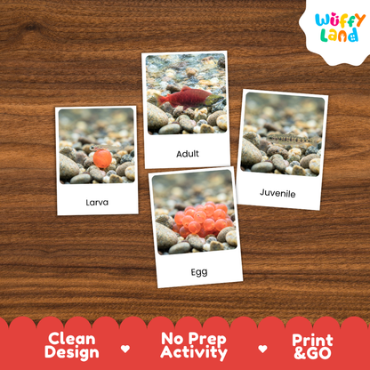 Salmon Life Cycle Flashcards 3 Part Cards Montessori Science Printable