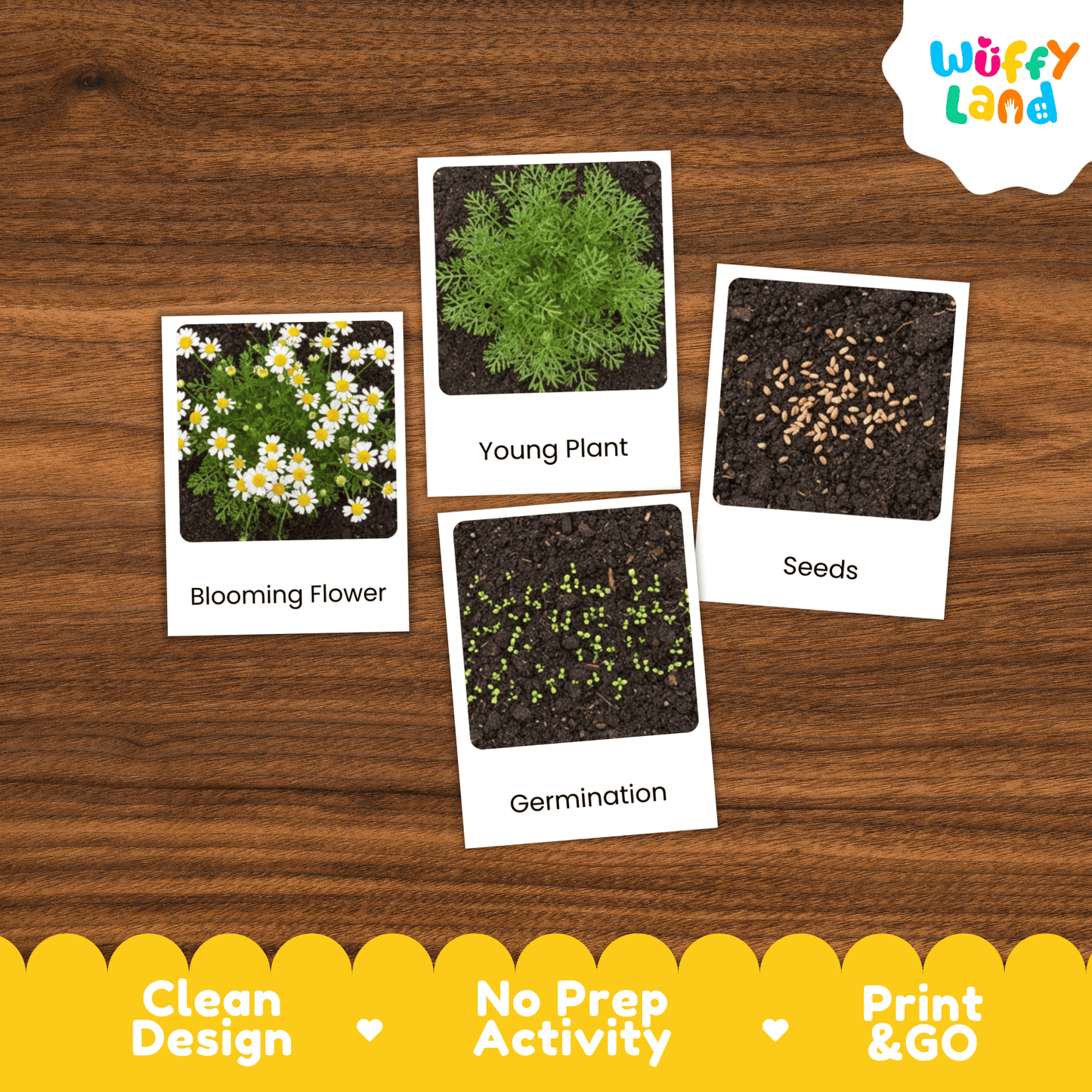 Chamomile Life Cycle Montessori 3-Part Cards - Science Botany Flashcards