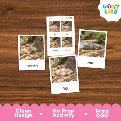 Nile Crocodile Life Cycle Flashcards 3 Part Cards Montessori Science Activity