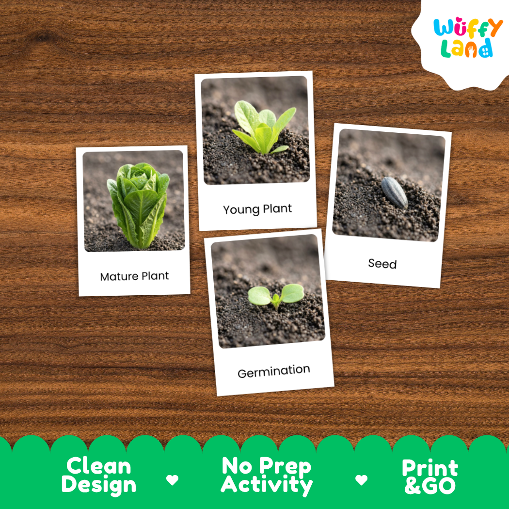 Romaine Lettuce Life Cycle Flashcard 3 Part Card Montessori Printable Activity
