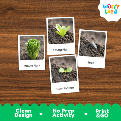 Romaine Lettuce Life Cycle Flashcard 3 Part Card Montessori Printable Activity