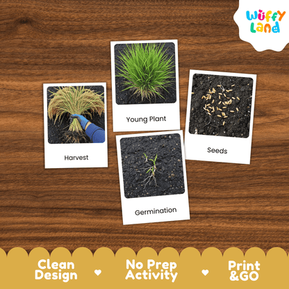 Rice Life Cycle Montessori 3-Part Cards - Science Botany Flashcards