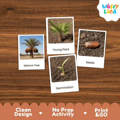 Date Palm Life Cycle Montessori 3-Part Cards - Science Botany Flashcards