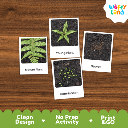 Fern Life Cycle Montessori 3-Part Cards - Science Botany Flashcards