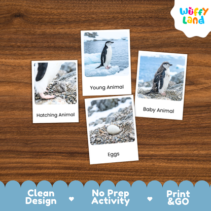 Chinstrap Penguin Life Cycle Flashcards | Montessori 3 Part Cards Science Activity