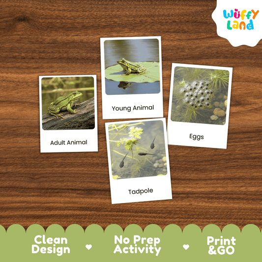 Frog Life Cycle Montessori 3-Part Cards - Science Zoology Metamorphosis Flashcard