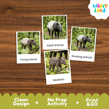 Tapir Life Cycle Flashcards - Montessori 3 Part Cards Printable Activity