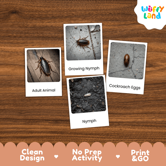 Cockroach Life Cycle Montessori 3-Part Cards - Science Zoology Insect Flashcards