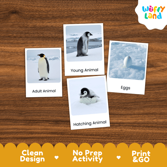 Penguin Life Cycle Montessori 3-Part Cards - Science Zoology Flashcards
