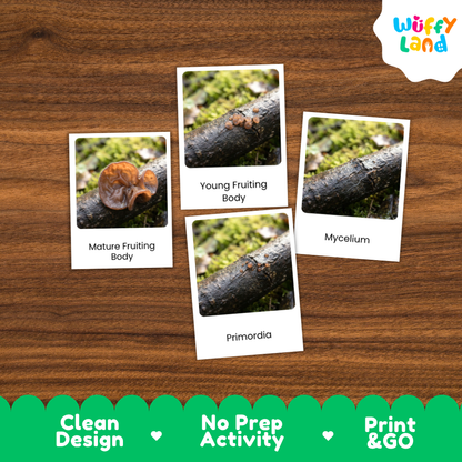 Wood Ear Mushroom Life Cycle Flashcards 3 Part Cards Montessori Science Printable