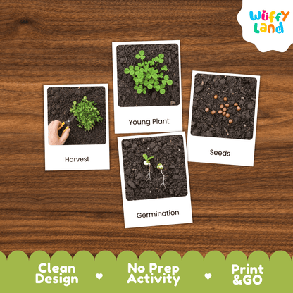 Clover Life Cycle Montessori 3-Part Cards - Science Botany Flashcards