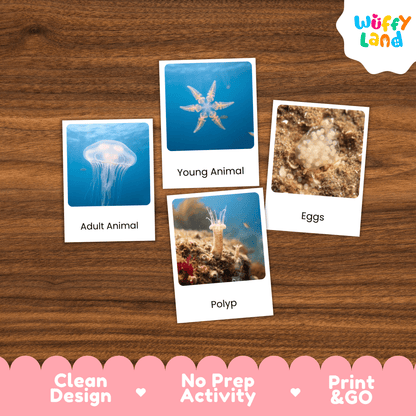 Jellyfish Life Cycle Montessori 3-Part Cards - Science Zoology Marine Flashcards