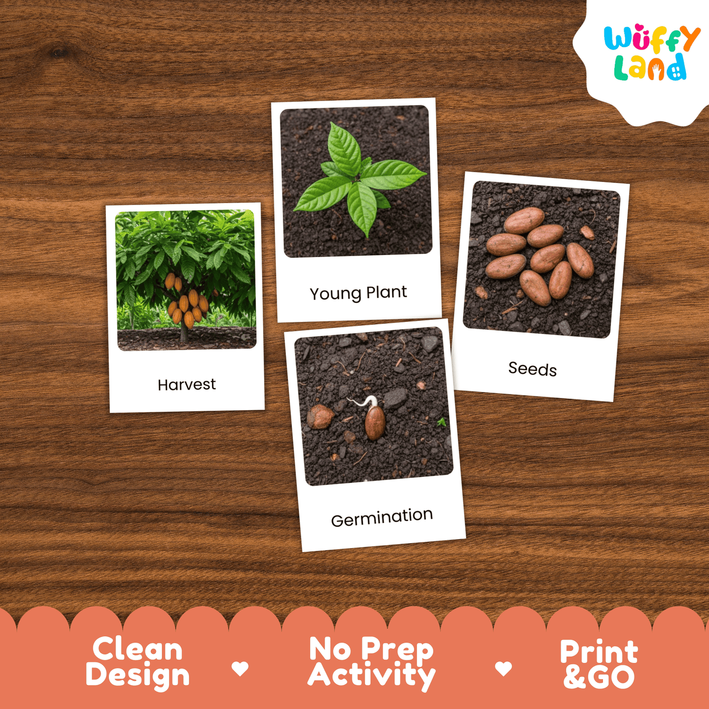 Cocoa Life Cycle Montessori 3-Part Cards - Science Botany Flashcards