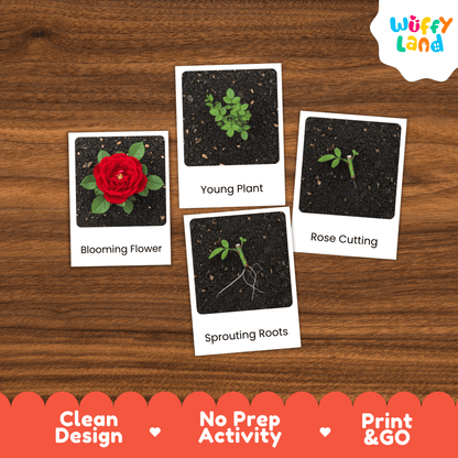 Rose Life Cycle Montessori 3-Part Cards - Science Botany Flashcards