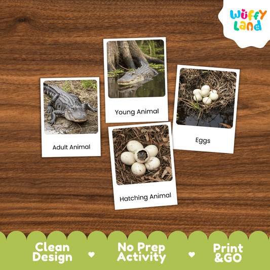 Alligator Life Cycle Montessori 3-Part Cards - Science Zoology Reptile Flashcard