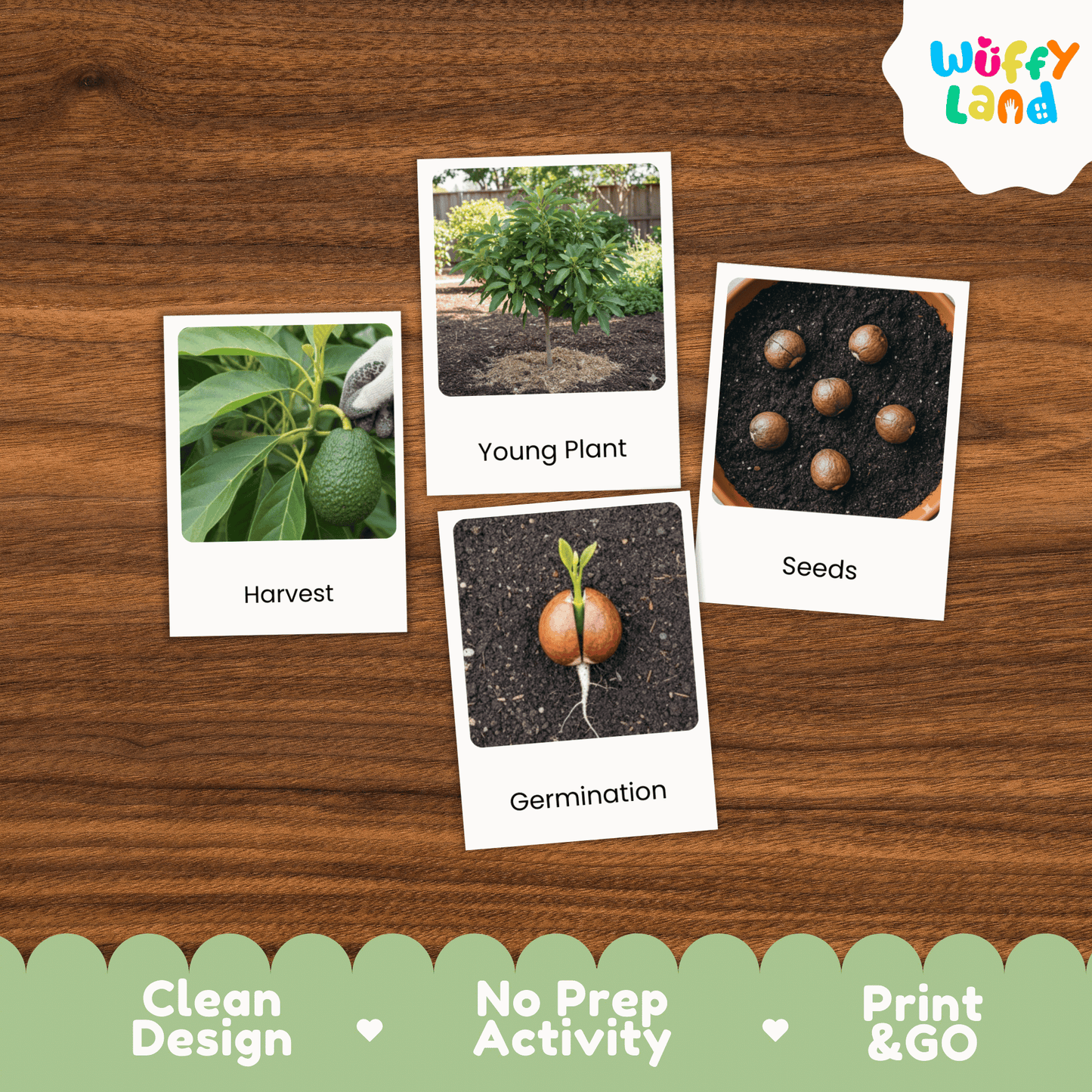 Avocado Life Cycle Montessori 3-Part Cards - Science Botany Flashcards