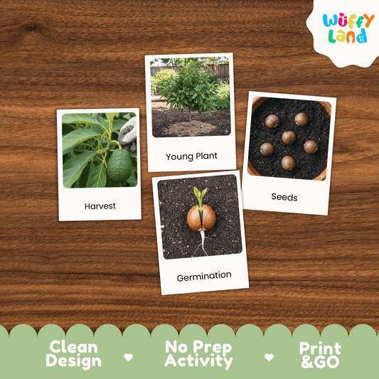 Avocado Life Cycle Montessori 3-Part Cards - Science Botany Flashcards