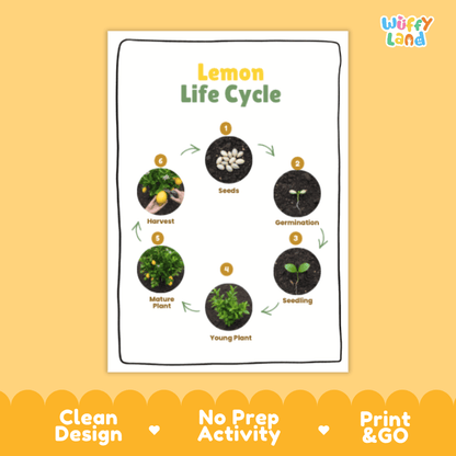 Lemon Lifecycle Poster and Cut and Paste Activity Worksheets | Plant Science Printables