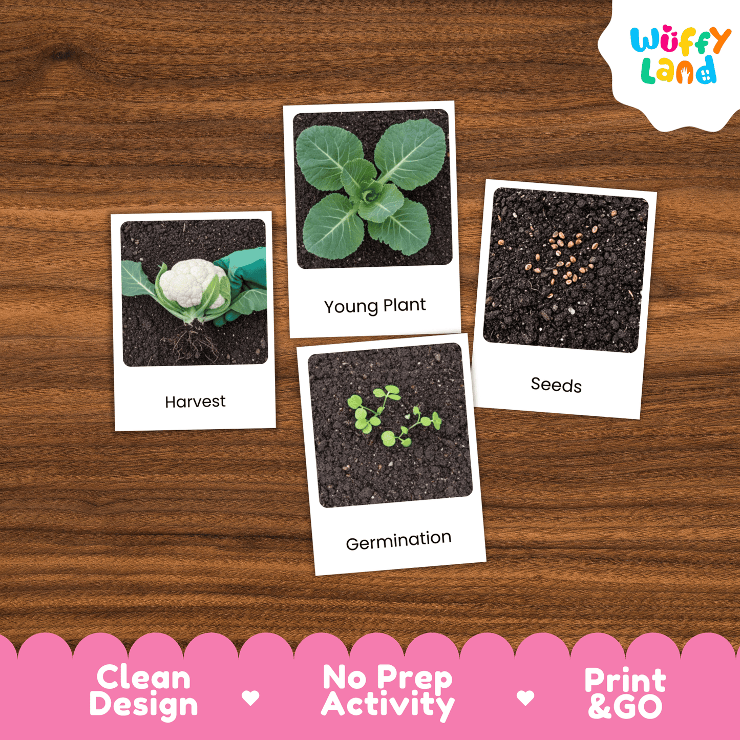 Cauliflower Life Cycle Activity Cut&Paste Worksheet Science Plant Growth Sequence