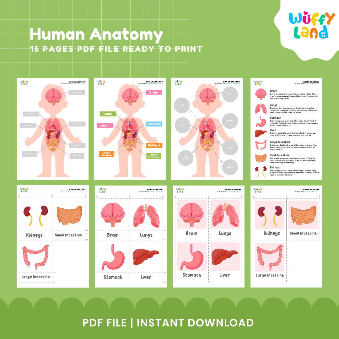 Human Anatomy