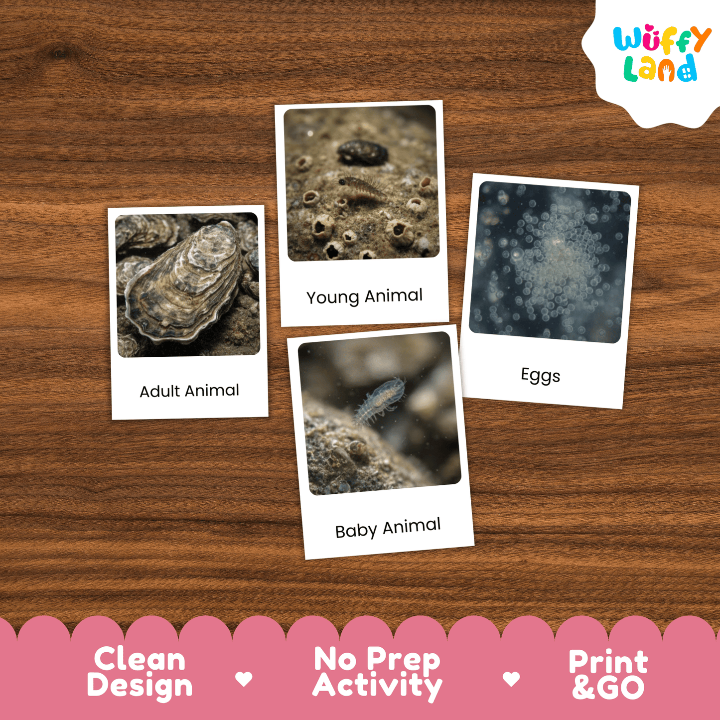 Oyster Life Cycle Montessori 3-Part Cards - Science Zoology Flashcards