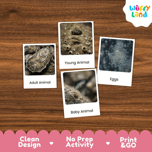 Oyster Life Cycle Montessori 3-Part Cards - Science Zoology Flashcards