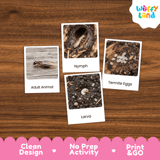 Termite Life Cycle Montessori 3-Part Cards - Science Zoology Insect Flashcards