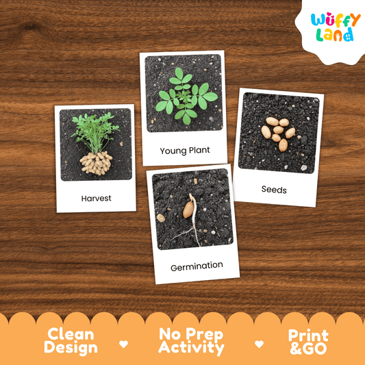 Peanut Life Cycle Flashcards Montessori 3 Part Cards Science Activity Plant
