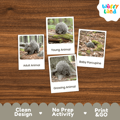 Porcupine Life Cycle Montessori 3-Part Cards - Science Zoology Mammal Flashcards
