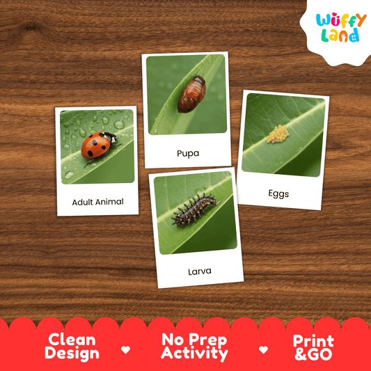 Ladybug Life Cycle Montessori 3-Part Cards - Science Zoology Flashcards