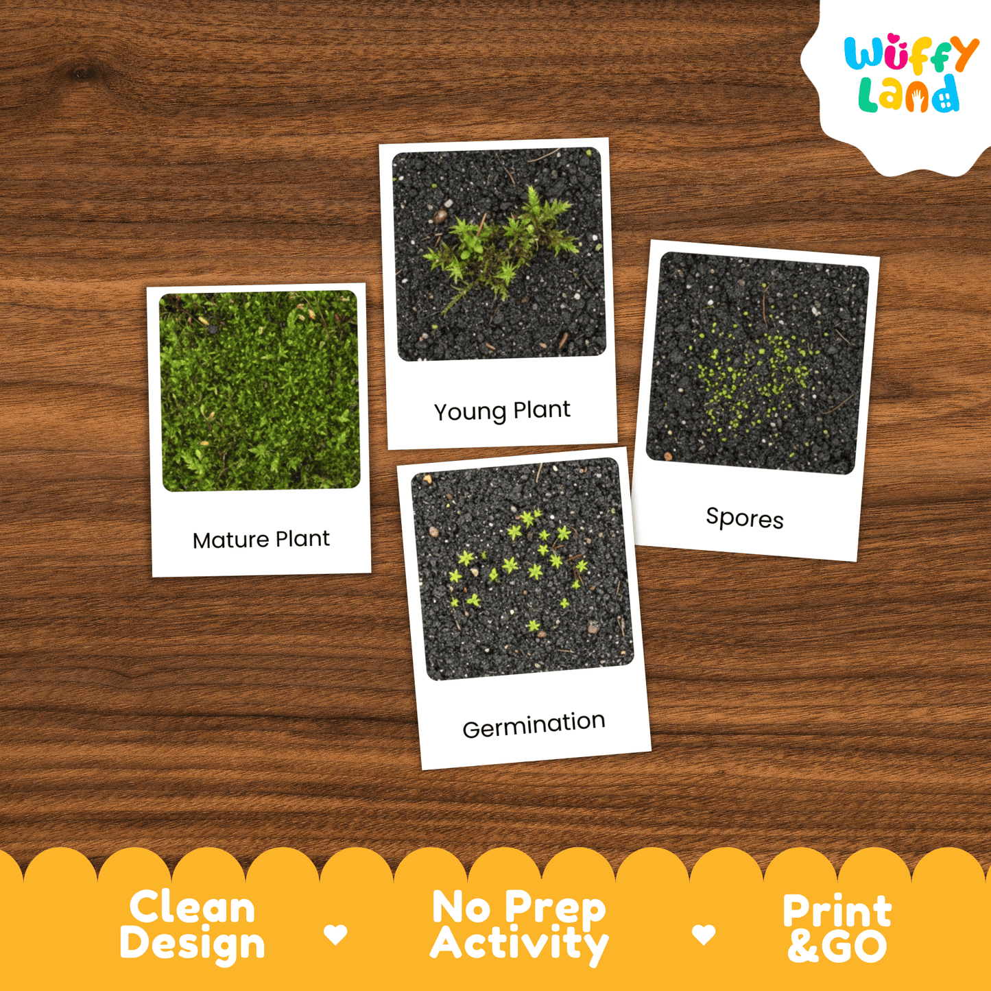 Moss Plant Life Cycle Montessori 3-Part Cards - Science Botany Flashcards