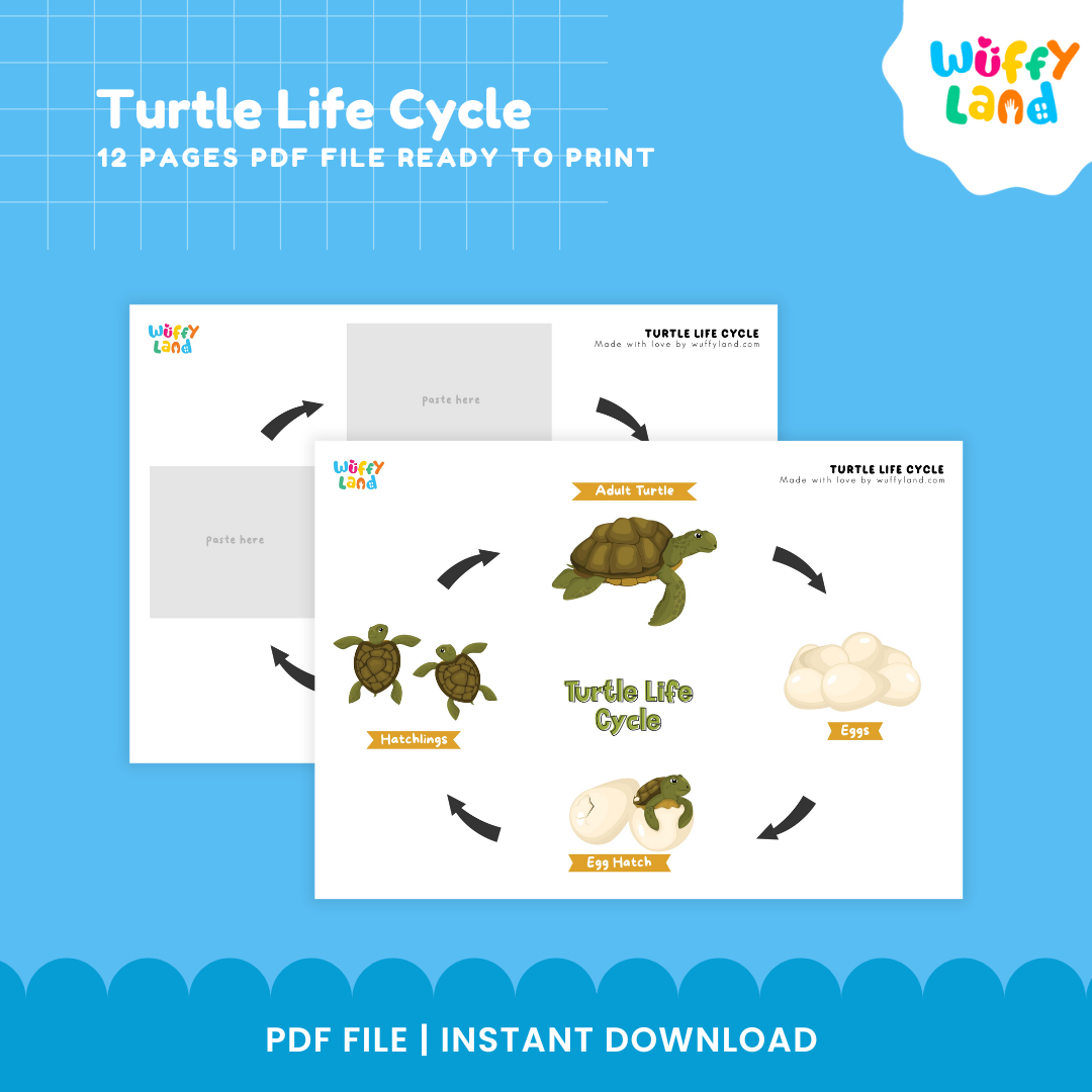 Turtle Life Cycle Educational - kids activities printable