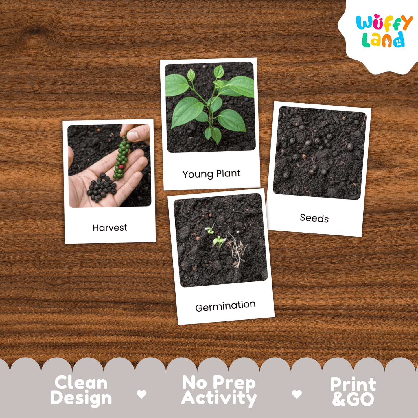 Black Pepper Life Cycle Montessori 3-Part Cards - Science Botany Flashcards