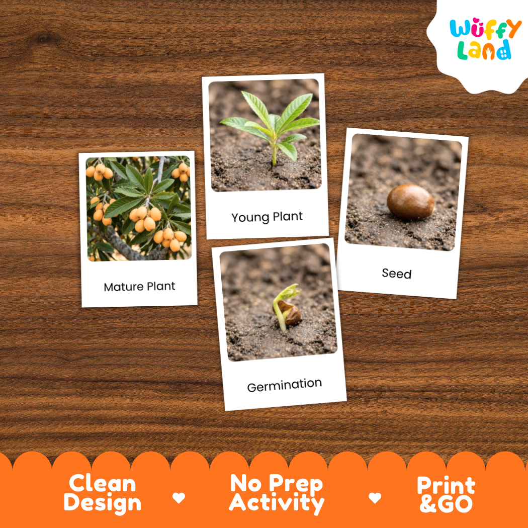 Loquat Life Cycle Flashcard 3 Part Card Montessori Printable Activity