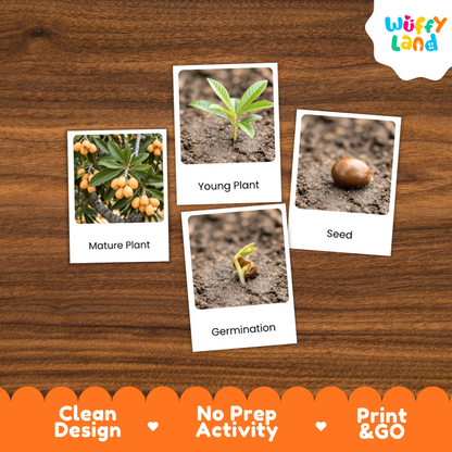 Loquat Life Cycle Flashcard 3 Part Card Montessori Printable Activity