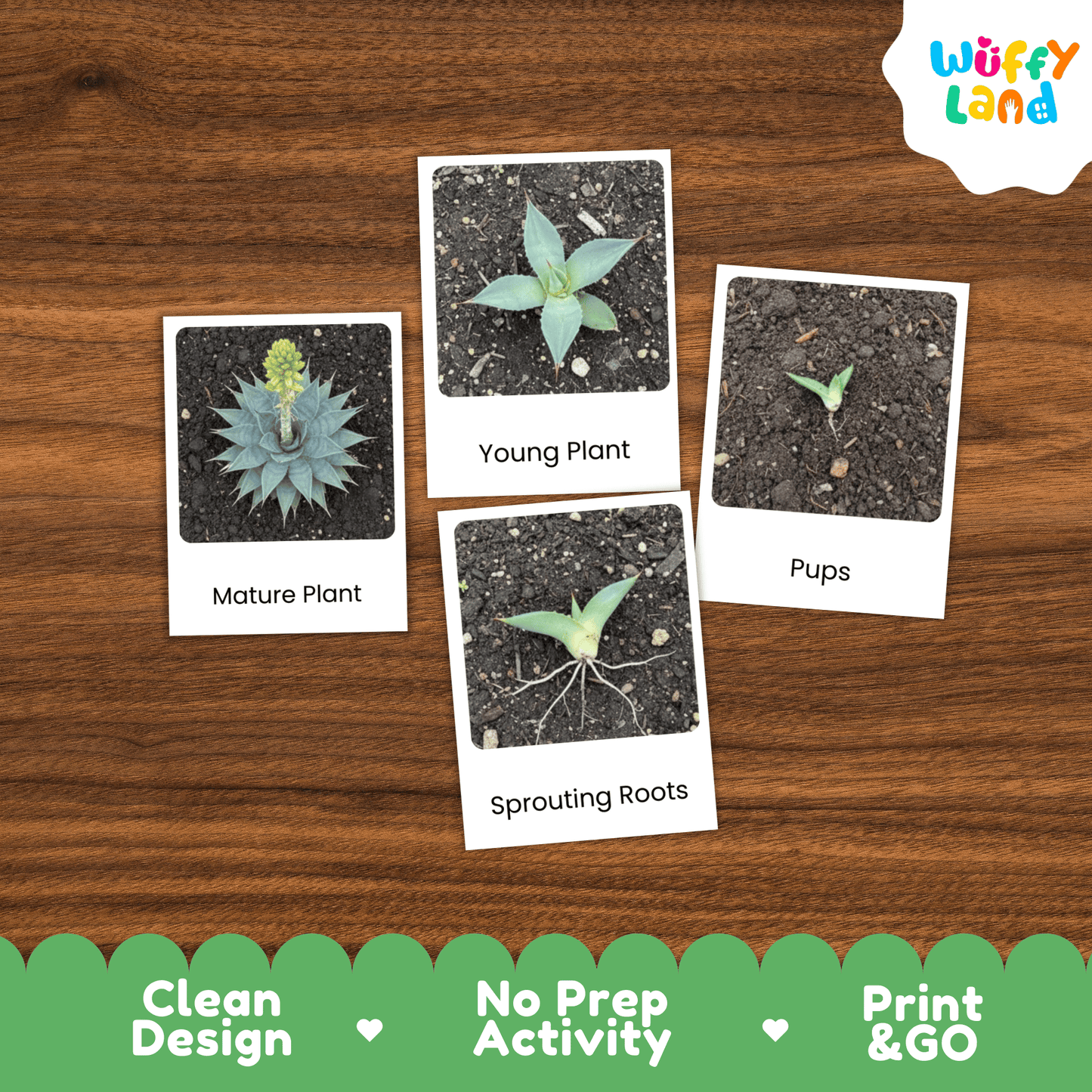 Agave Life Cycle Montessori 3-Part Cards - Science Botany Flashcards