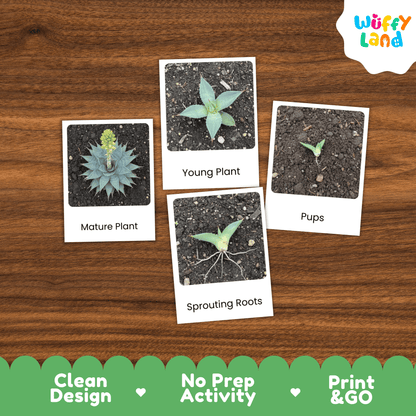 Agave Life Cycle Montessori 3-Part Cards - Science Botany Flashcards