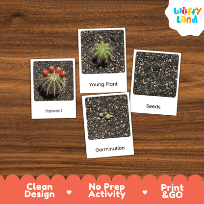 Cactus Life Cycle Montessori 3-Part Cards - Science Botany Flashcards