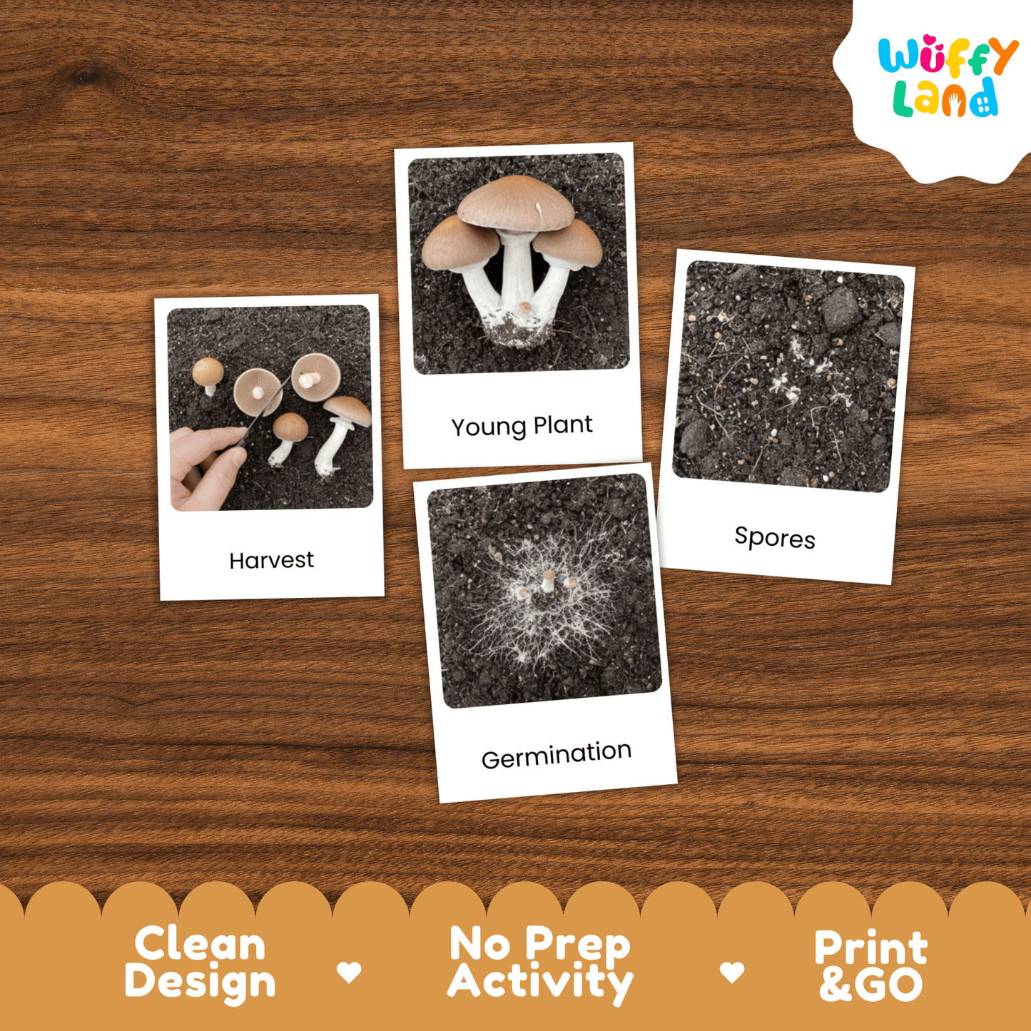Mushroom Life Cycle Montessori 3-Part Cards - Science Botany Flashcards