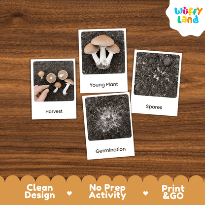 Mushroom Life Cycle Montessori 3-Part Cards - Science Botany Flashcards
